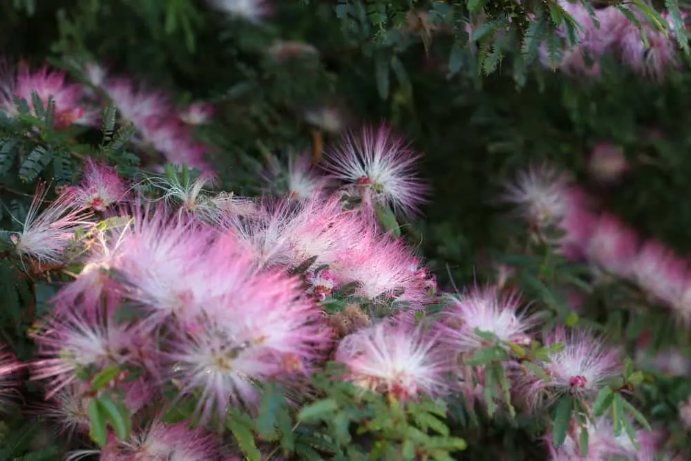 明亮的粉红色粉扑花在羽毛的大灌木植物生长