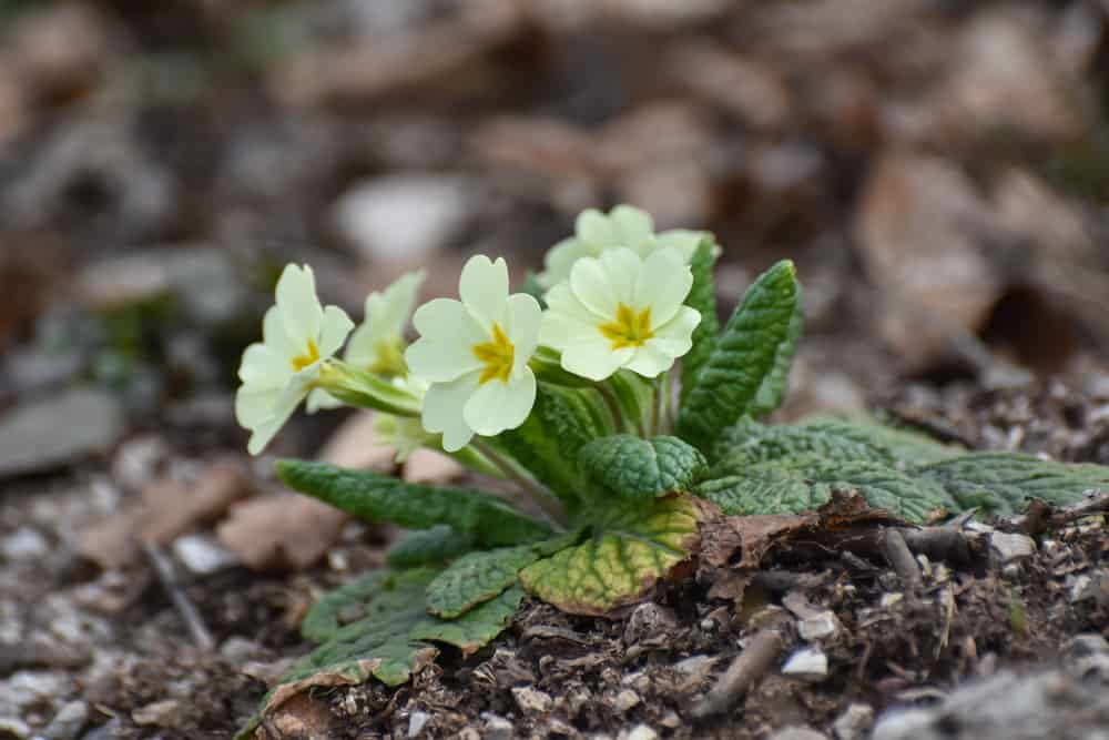 可爱的小黄花九轮草植物与苍白yelllow盛开的鲜花