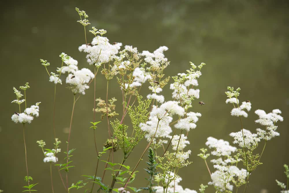 小溪边的草地上盛开着白色的花朵