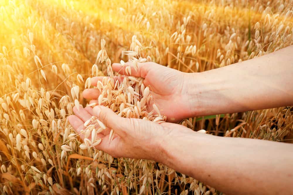 老妇的手拿着田里的新鲜燕麦。