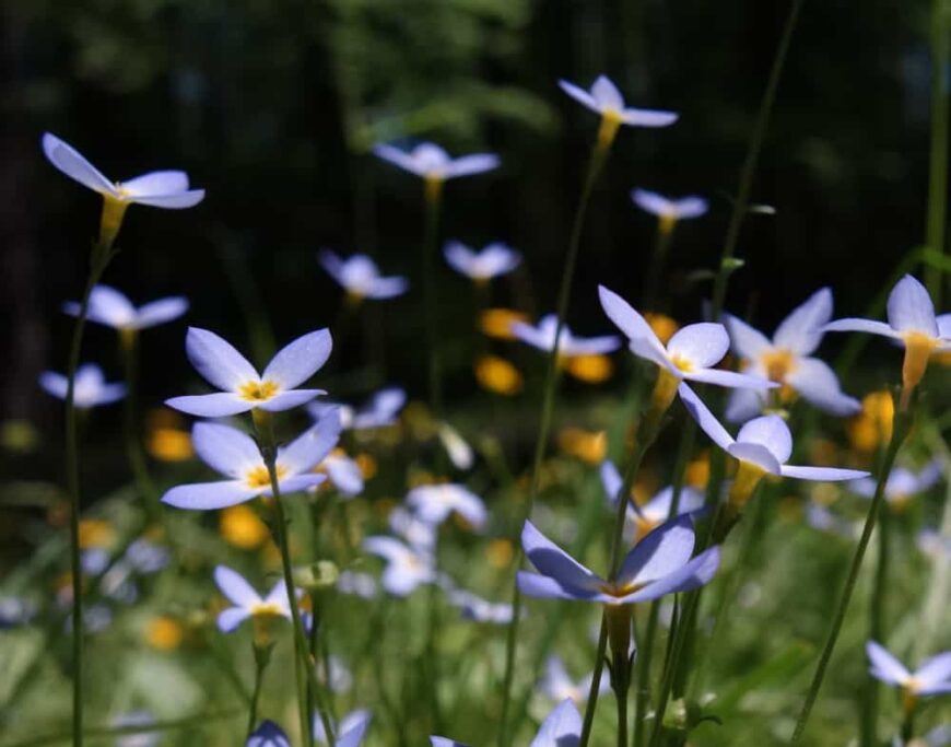 可爱的淡蓝色开花的quaker夫人在草地上花