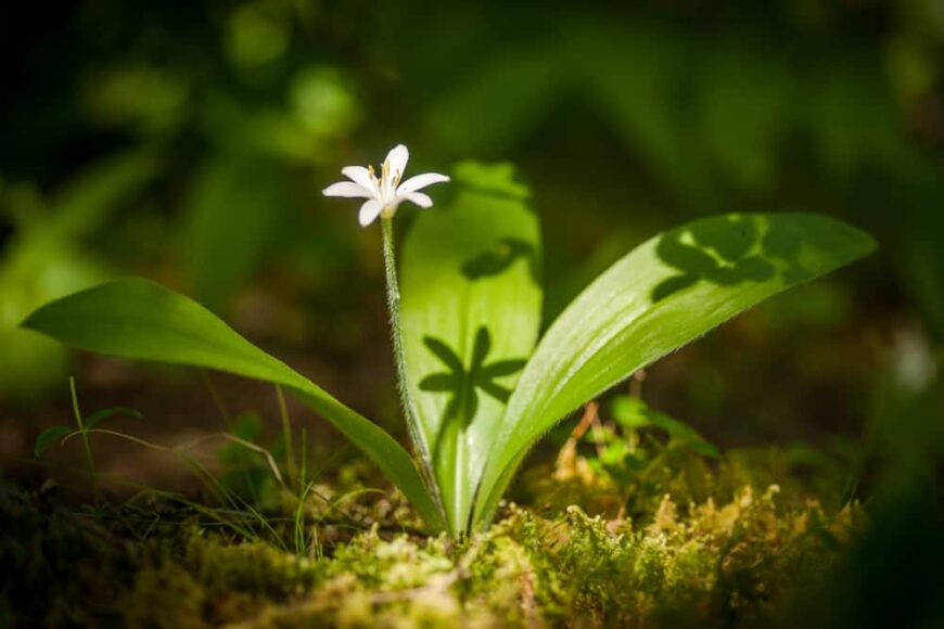 有唯一白花的华美的女王/王后的杯子植物生长在森林地板上