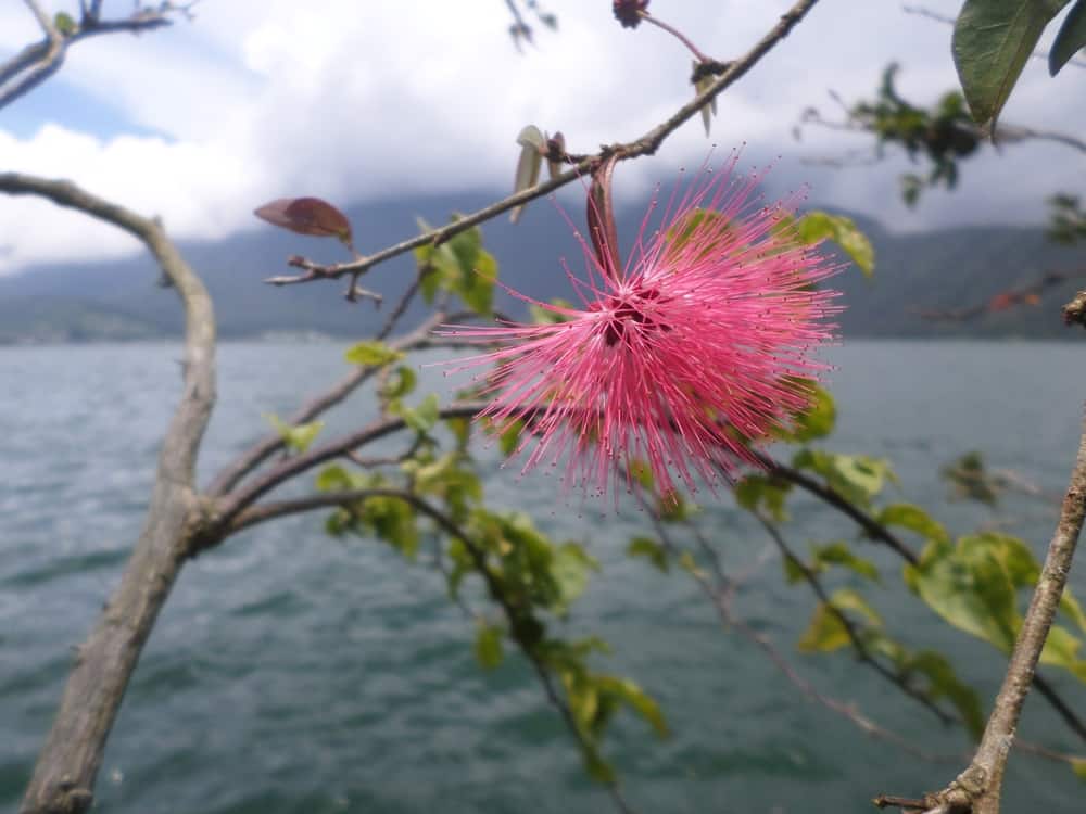 绽放亮粉色calliandra花长在树前面的水