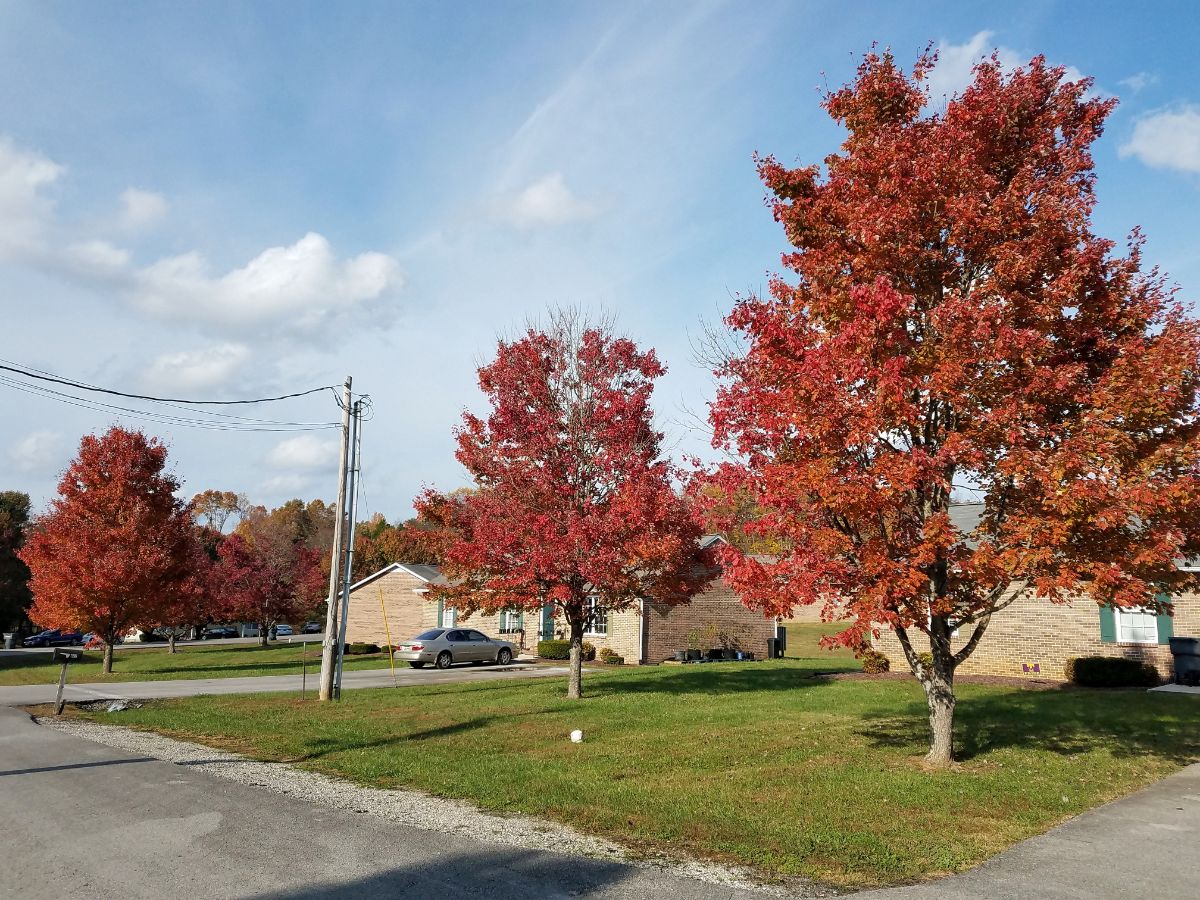 田纳西州库克维尔的秋天和红叶。