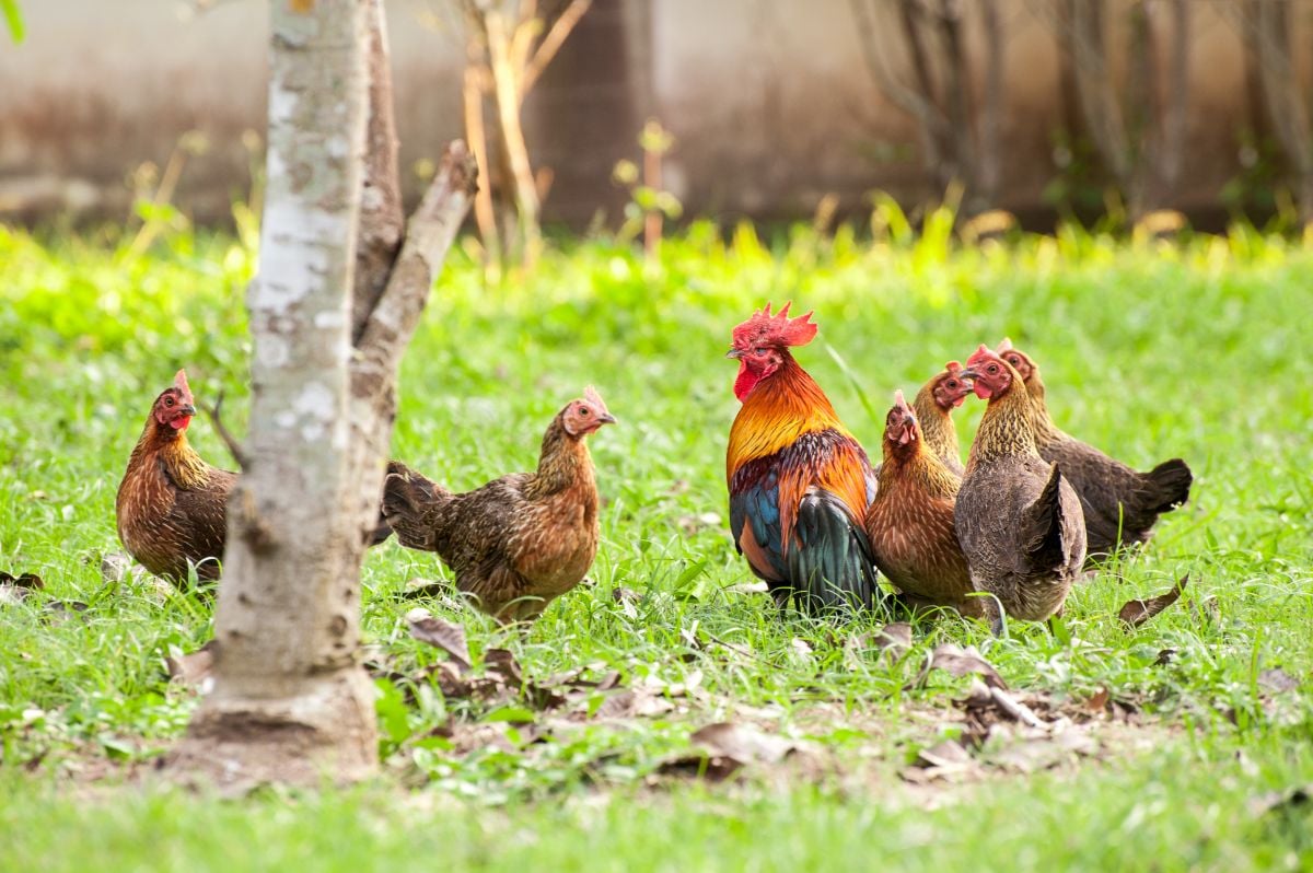 一群野鸡，有6只母鸡和1只公鸡。