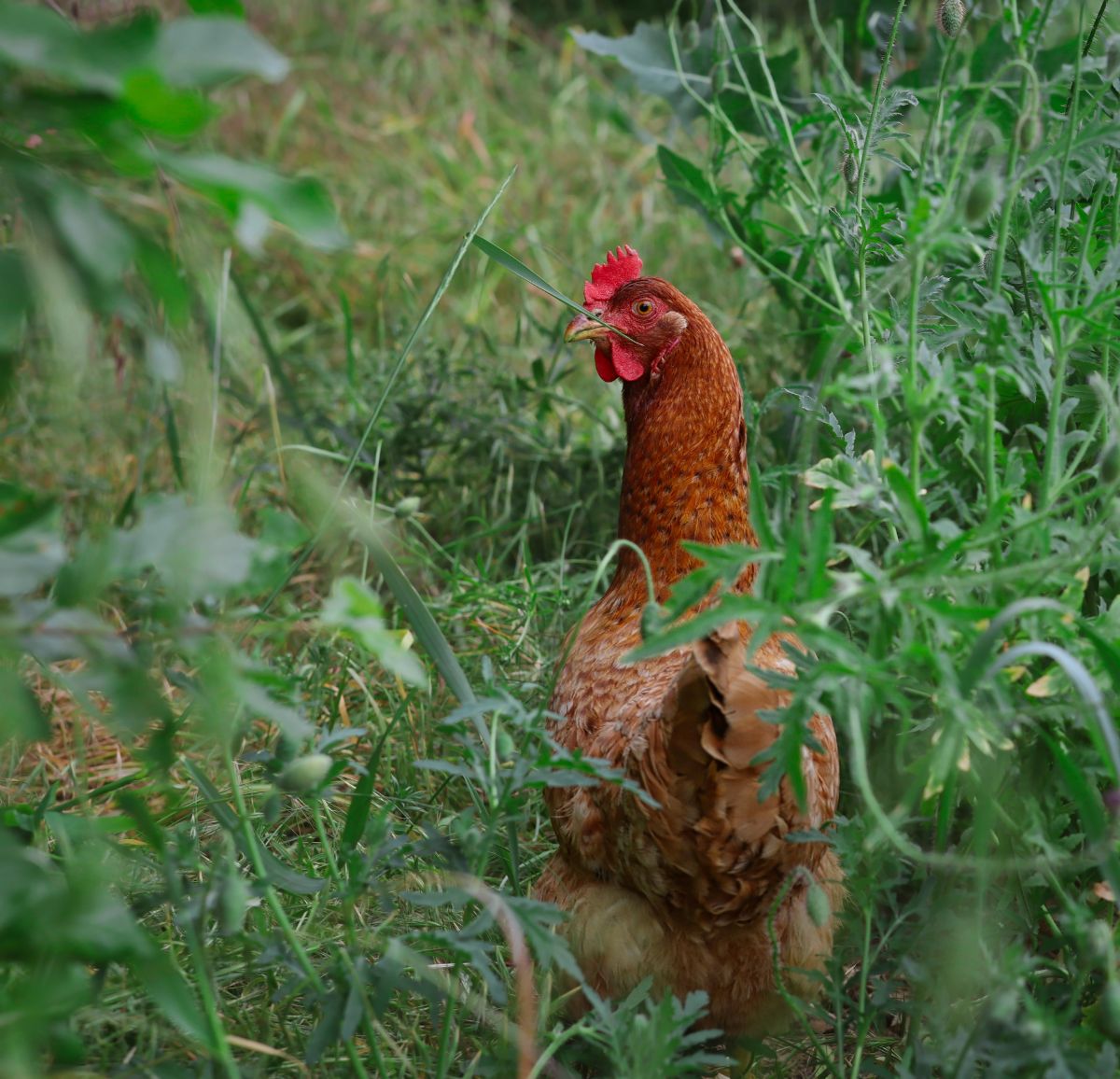罗曼棕色的鸡在花园里有草。