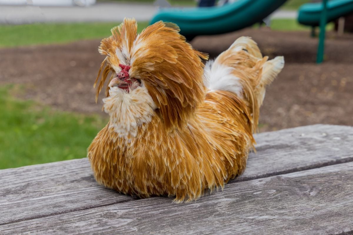 金色羽毛的帕多瓦纳鸡。