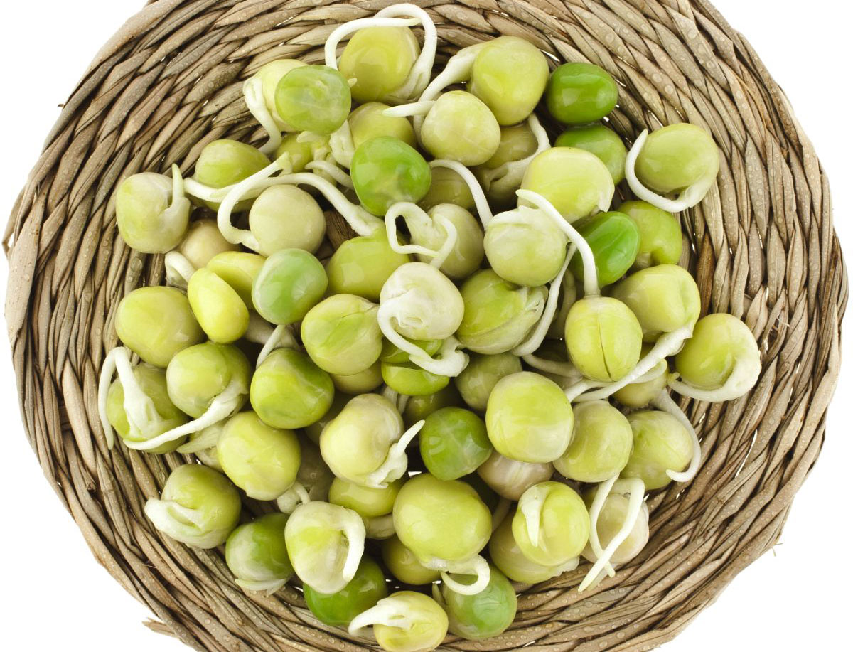 绿豌豆和柳条篮子里的芽。