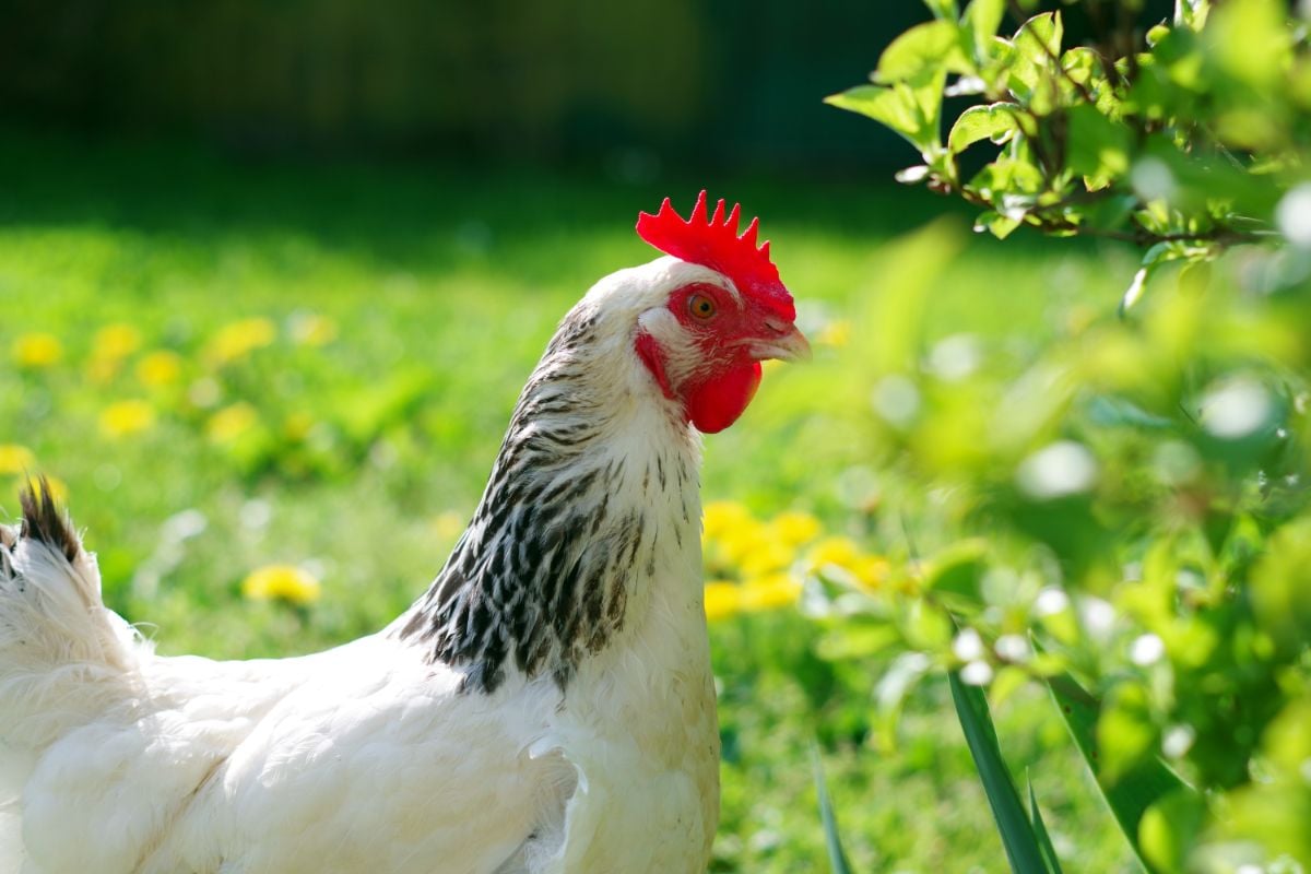苏塞克斯鸡有羽毛和黑色的轮廓。