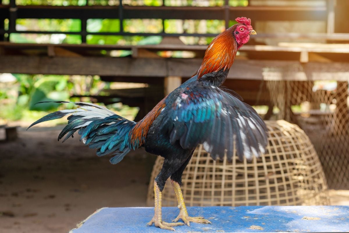 泰国野鸡，有卷曲的鸡冠，用于斗鸡。