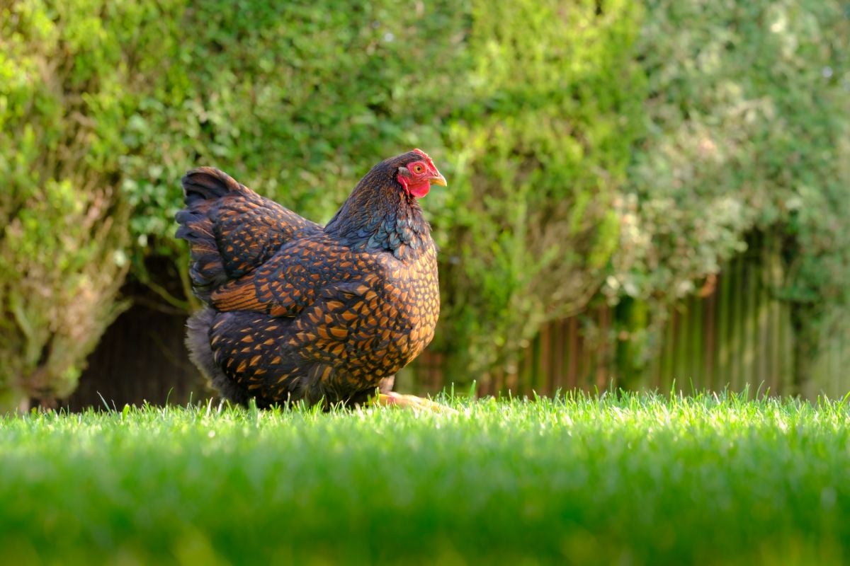 怀恩多特母鸡带着小梳子坐在草地上。