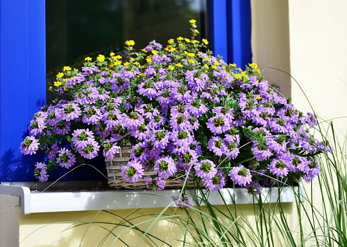 令人惊叹的紫色容器植物在阳光下生长在玻璃窗上