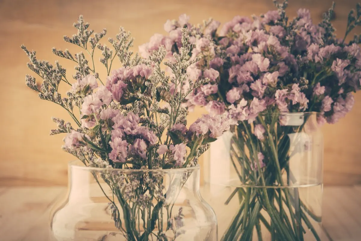 干花束匙叶草属植物的植物在清晰的花瓶