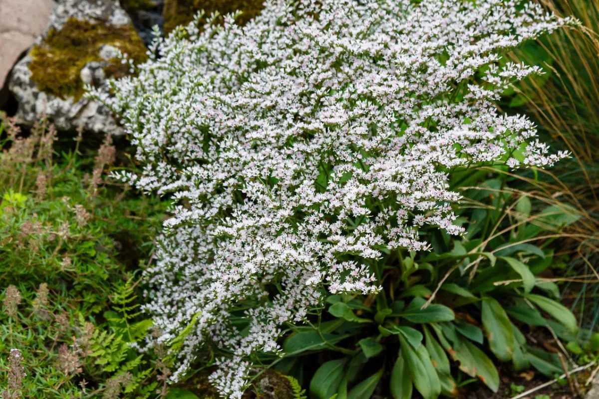观赏匙叶草属植物灌木生长与白色的花