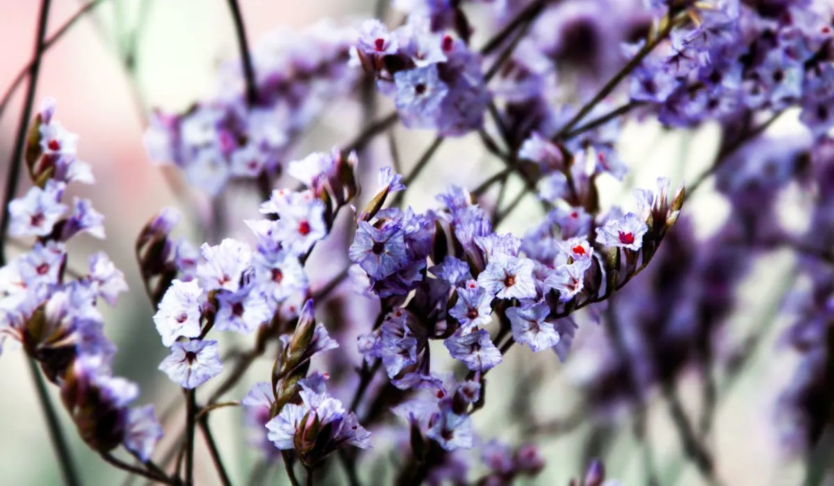 华丽的浅紫色薄的匙叶草属植物的花
