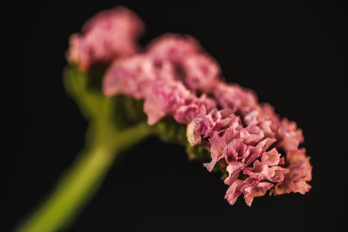 聚焦图像粉红色的干茎匙叶草属植物的花