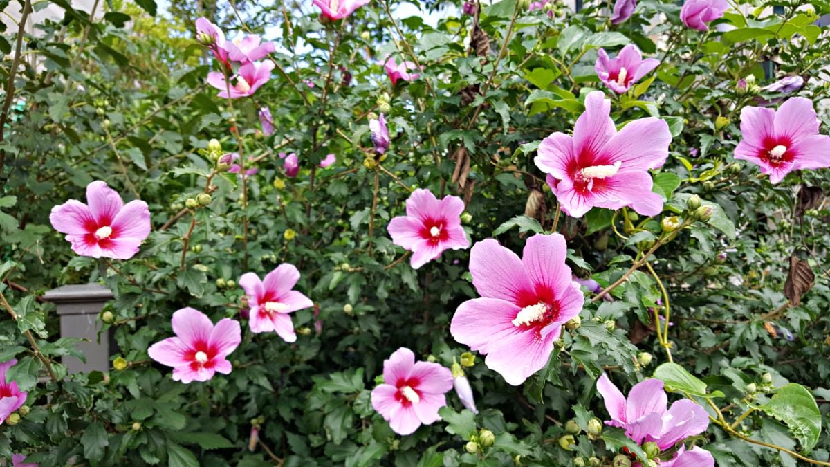 明亮的粉红色木槿灌木丛上盛开的鲜花