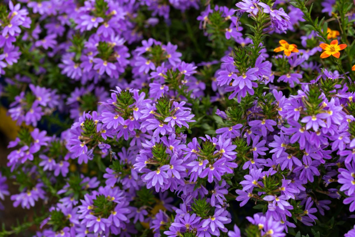 令人惊叹的亮紫色花簇