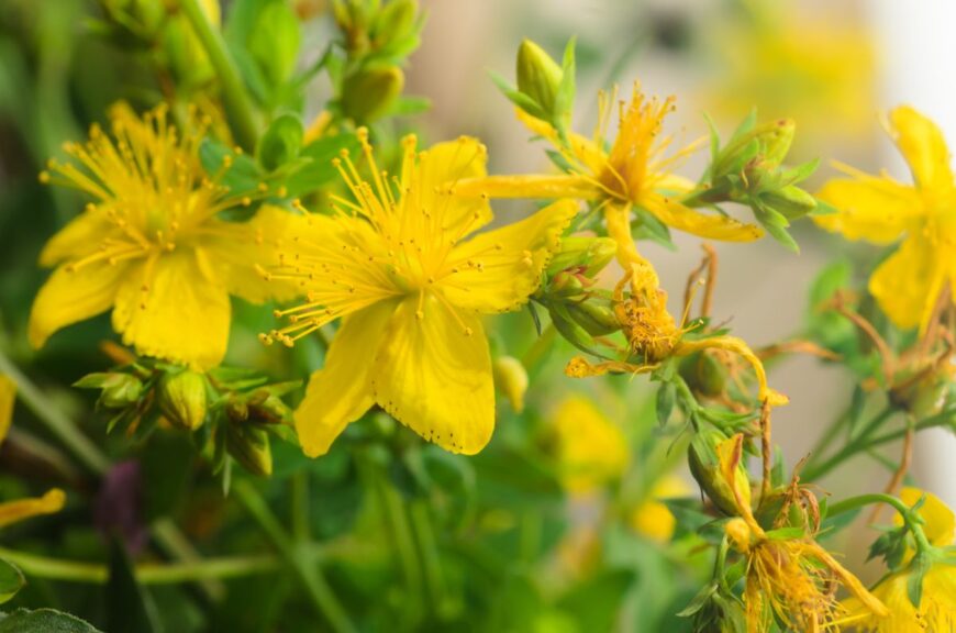 St Johnsowrt植物的可爱的明亮的黄色花在绽放的