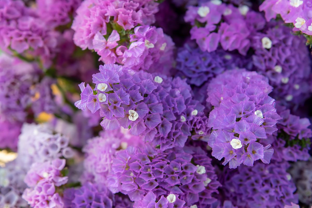 惊人的亮紫色匙叶草属植物花集群