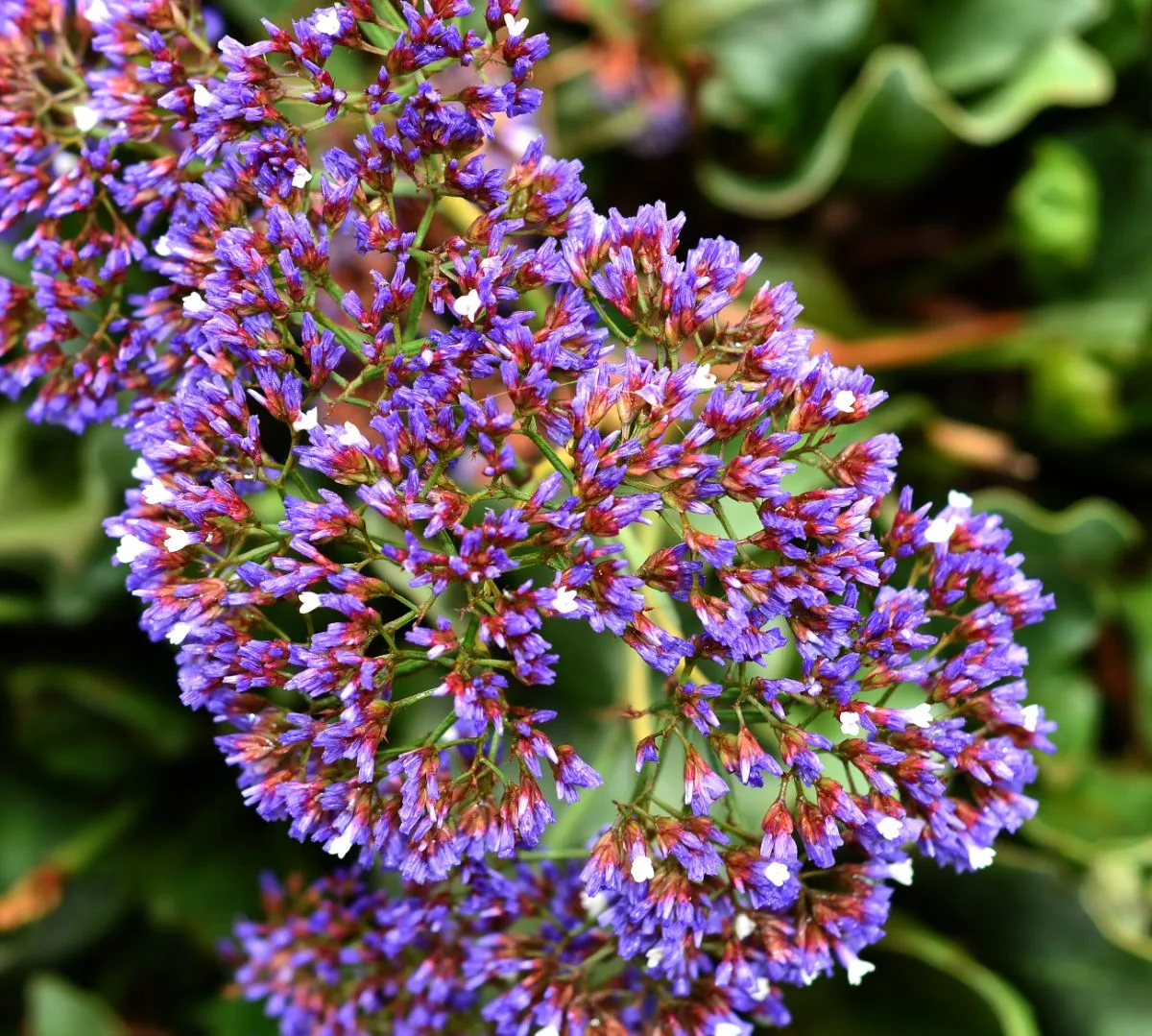 看着可爱的紫色匙叶草属植物的花