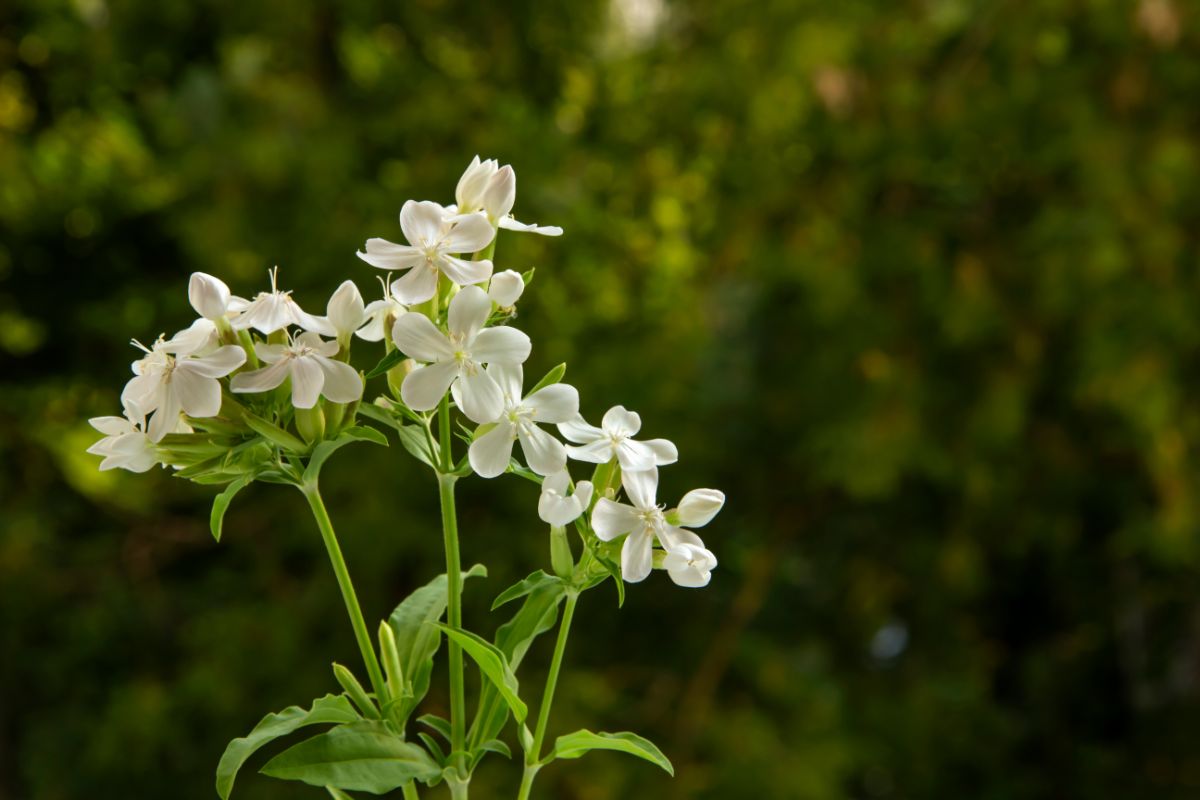皂草植物正在生长的一簇簇白色花朵