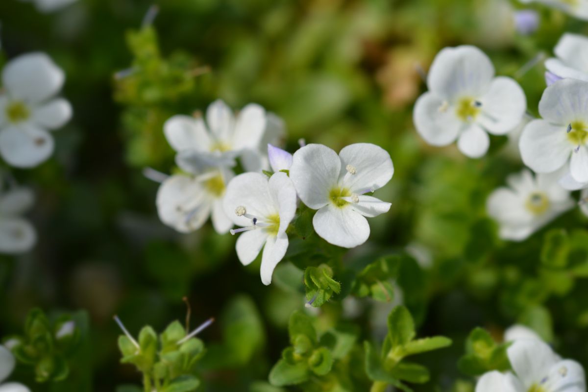 聚焦图像的小白花的speedwell植物