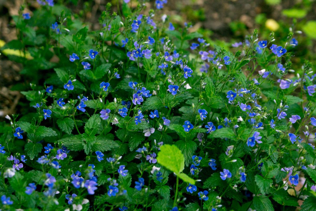 可爱的地覆盖快速井灌木与明亮的蓝色花