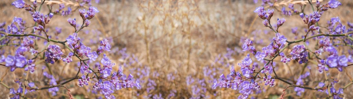 神奇的浅紫色匙叶草属植物的花生长在野外
