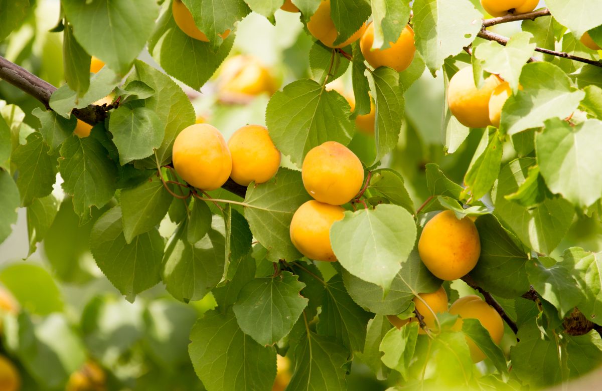 成熟的杏枝。