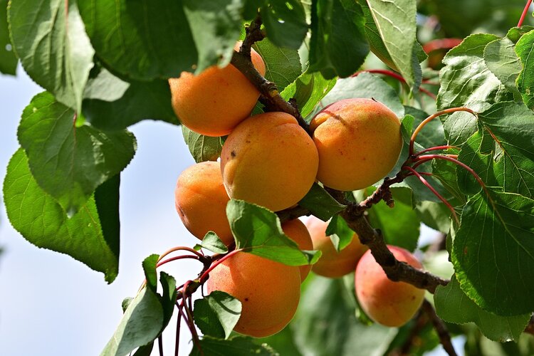 成熟的北极杏挂在树枝上。