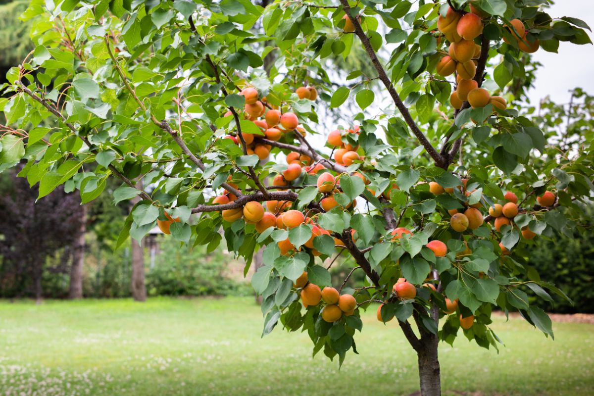 一棵结满果实的杏树。