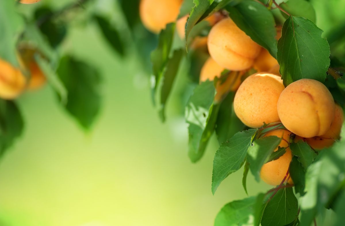 成熟的杏枝。