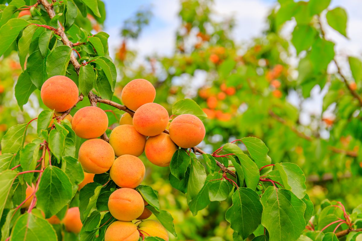 成熟的秋杏在树枝上。