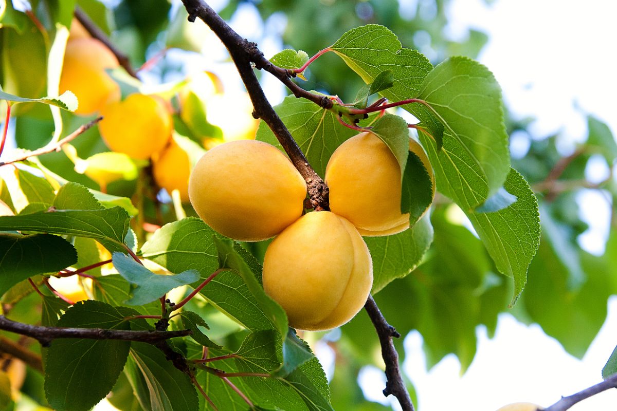金杏挂在树枝上。