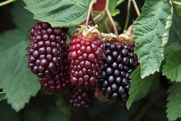 红黑相间的波森莓果实。