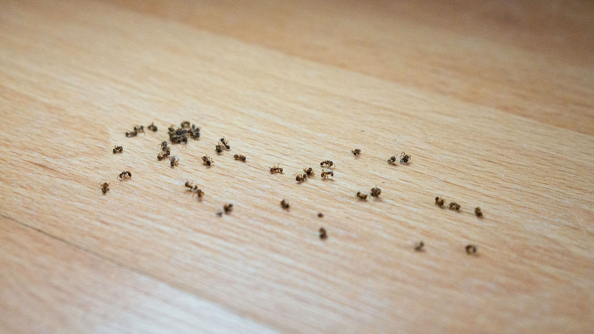 地板上有死黑蚂蚁。