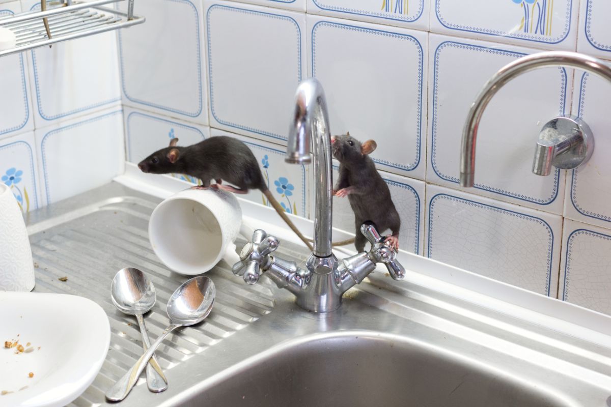 厨房水槽里的盘子和老鼠。