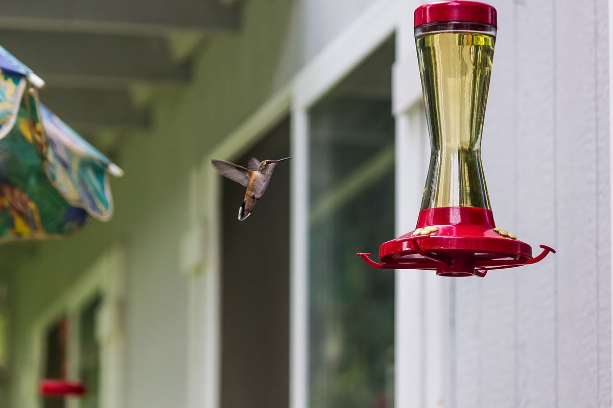 一只蜂鸟在蜂鸟喂食器上盘旋。