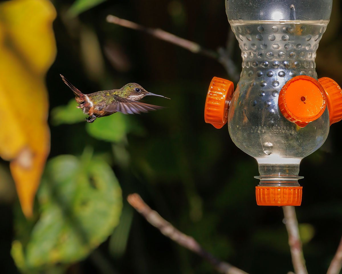 塑料瓶蜂鸟喂食器和蜂鸟。