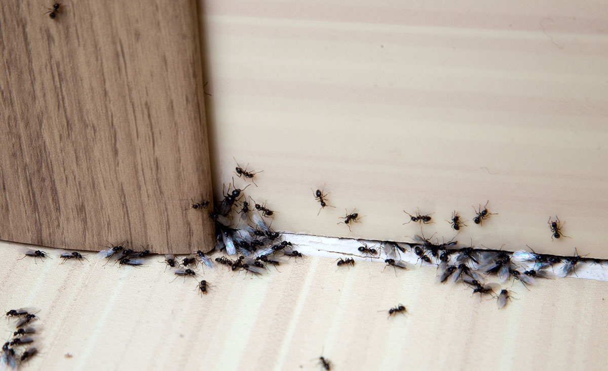 黑蚂蚁和长翅膀的黑蚂蚁在房子里。