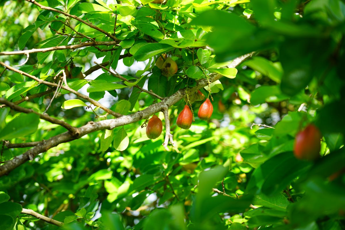 树上的新鲜猕猴桃果实。