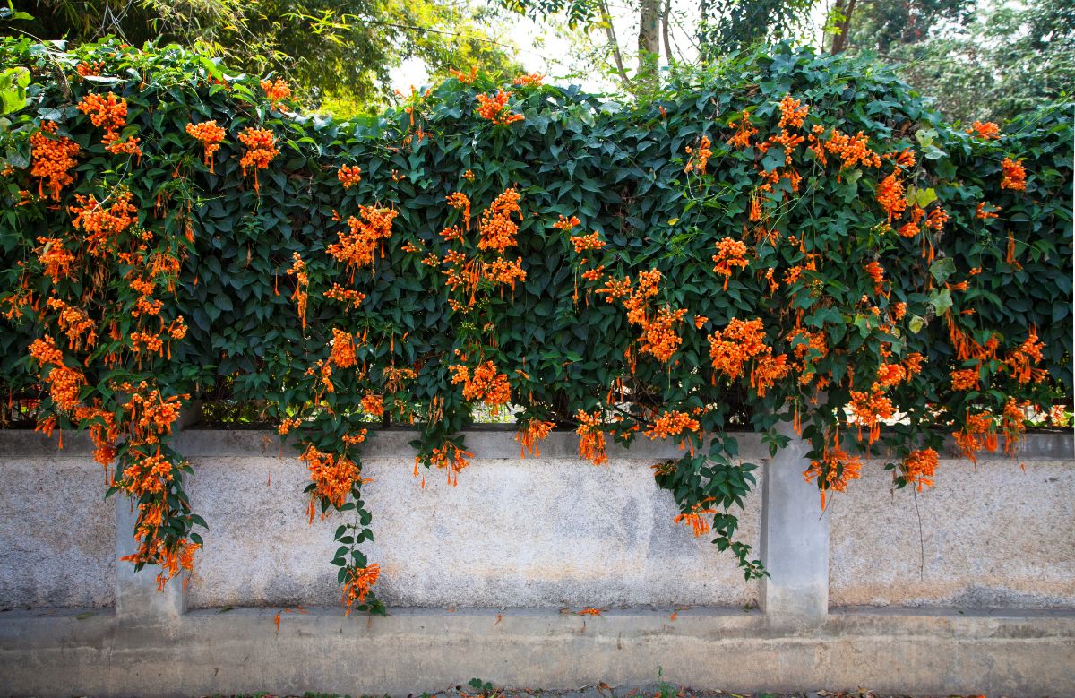 简单华丽的喇叭藤蔓瀑布越过墙与橙色的花