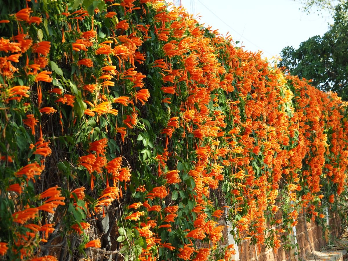 简单的难以置信的橙色喇叭藤蔓花瀑布在花园的墙壁