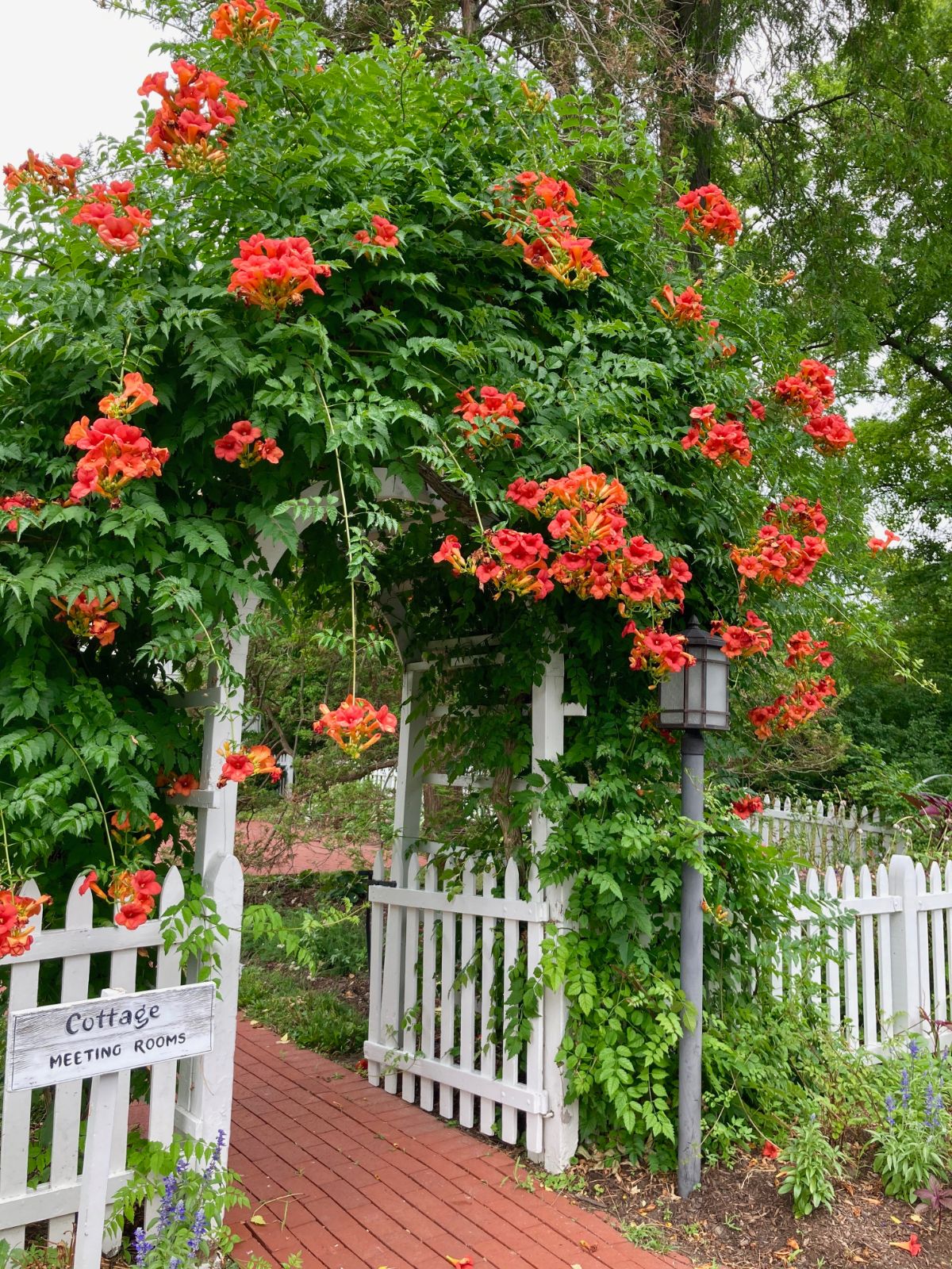 令人惊叹的喇叭藤蔓植物生长在白色的乔木和红色的花