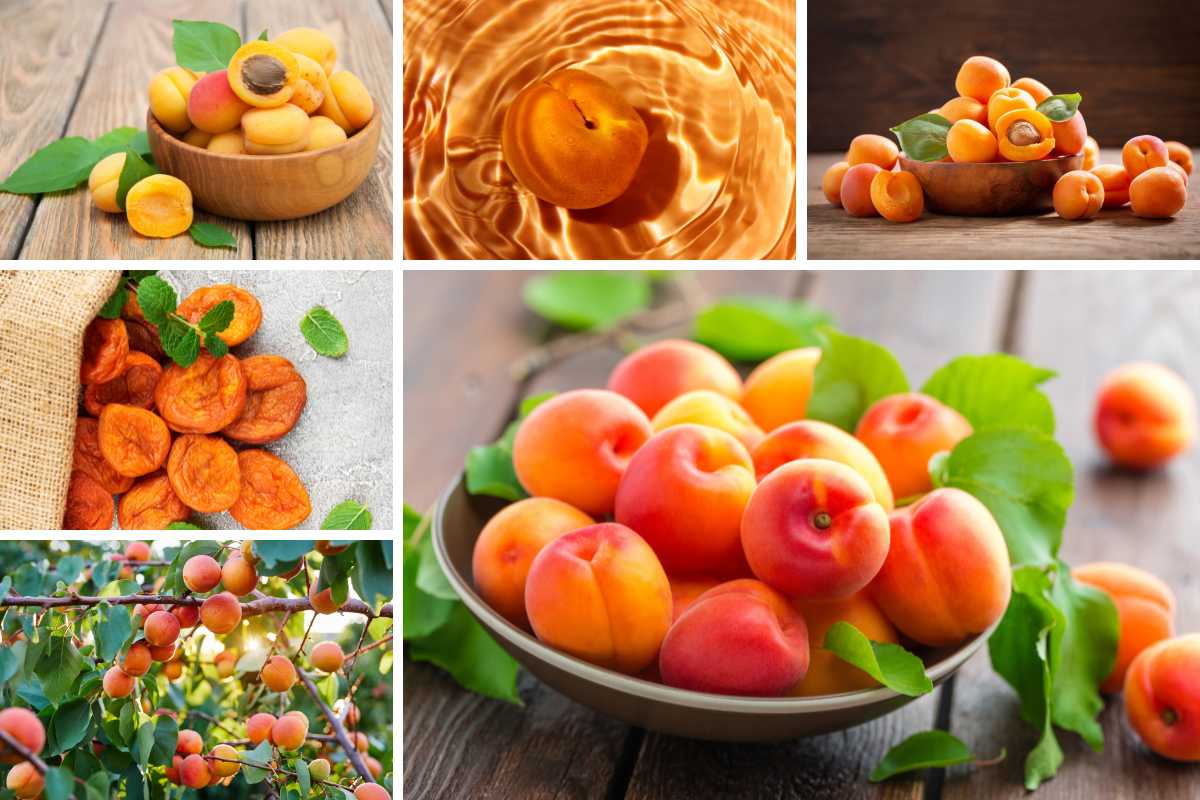 不同类型杏子的照片拼贴。