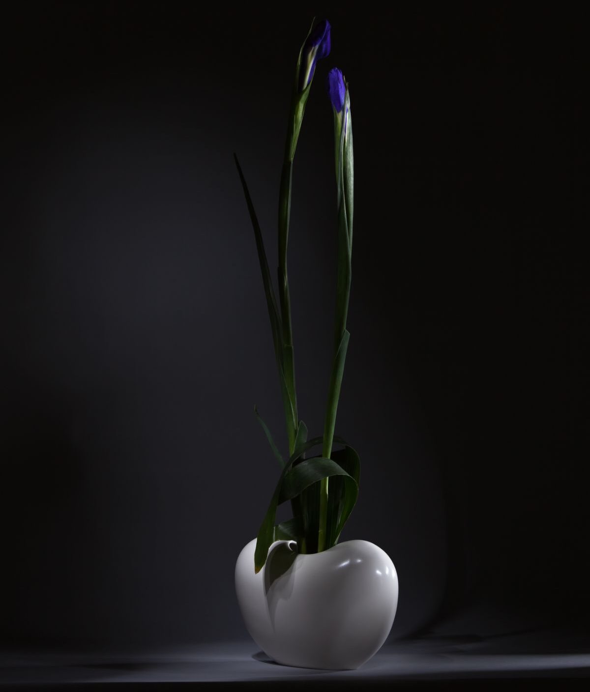 一朵紫色的花在一个象牙花瓶。