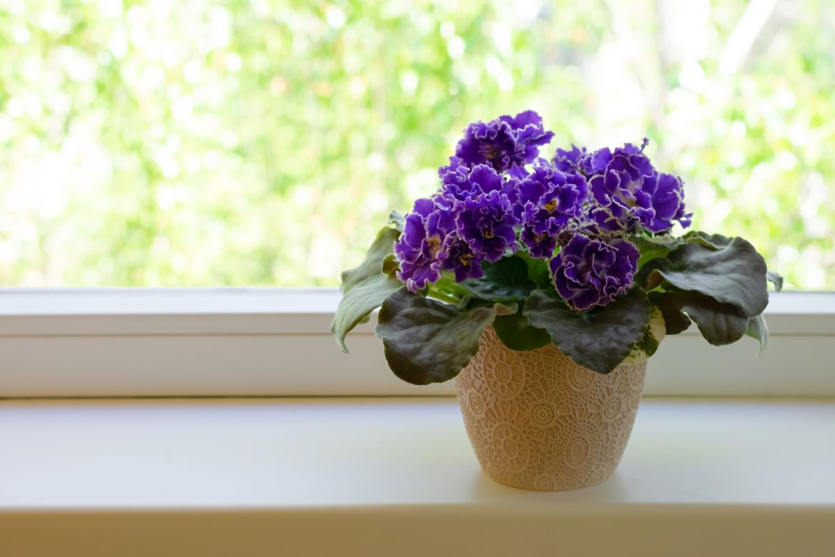 窗台旁一株美丽的非洲紫罗兰。