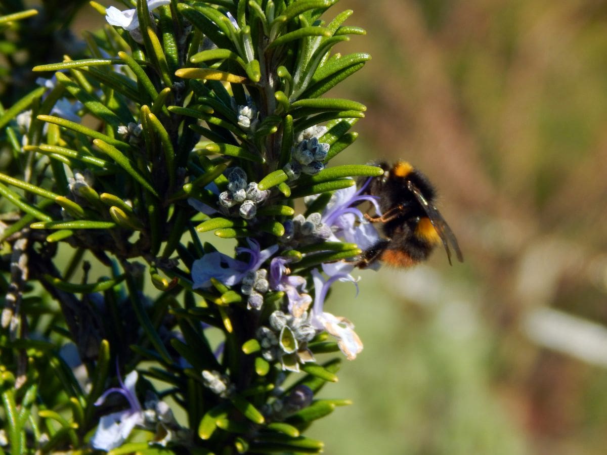 迷迭香在花园里种植蜜蜂。