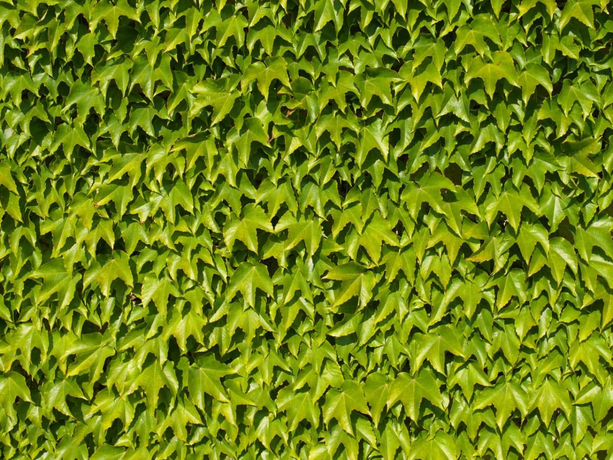 绿色的波士顿常青藤爬满墙壁。